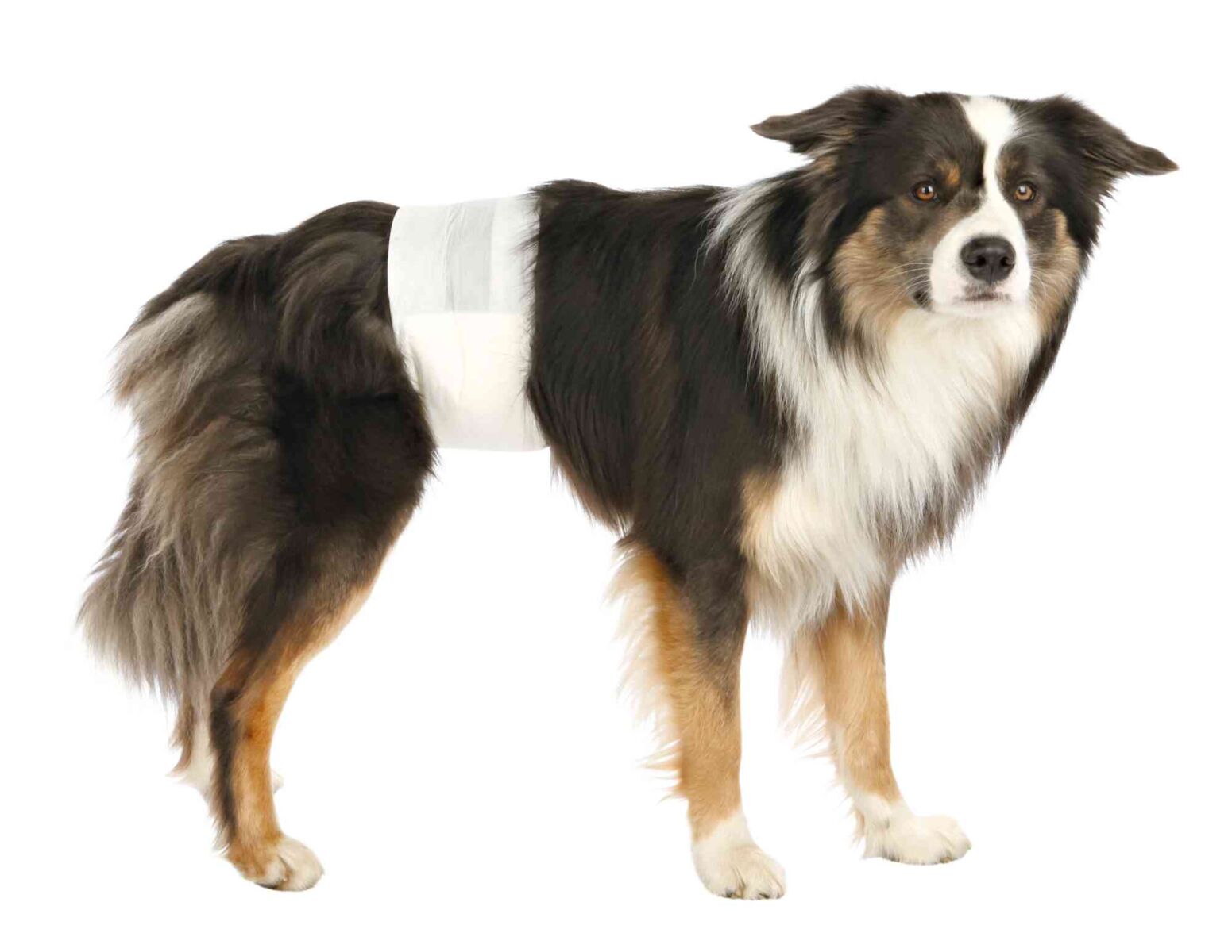Pieluchy dla psów , M–L: 46–60 cm, 12 szt/opak. - obrazek 3