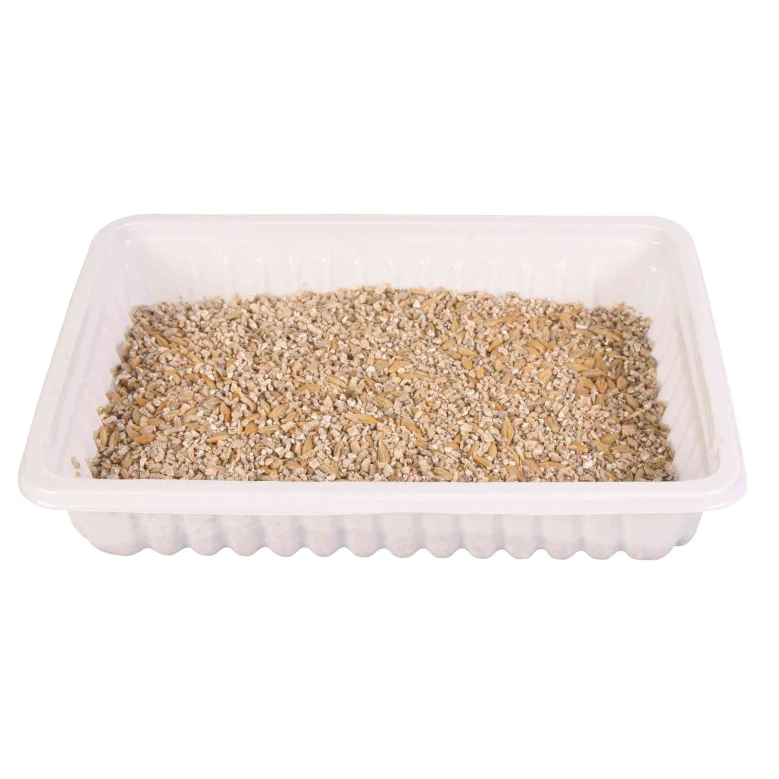 TRAWA DLA KOTA W POJEMNIKU 100g - obrazek 2
