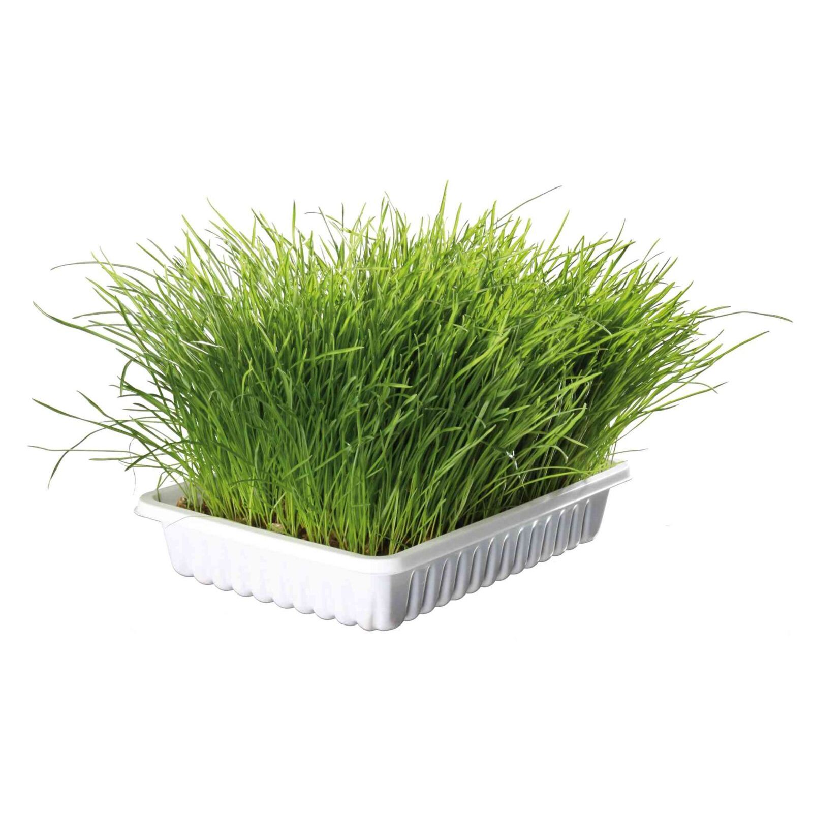 TRAWA DLA KOTA W POJEMNIKU 100g - obrazek 3