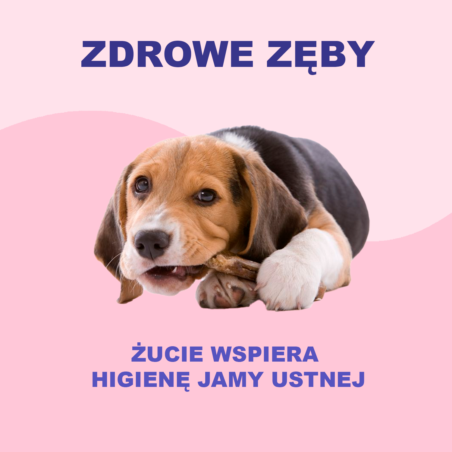 Przysmaki dla zdrowia jamy ustnej