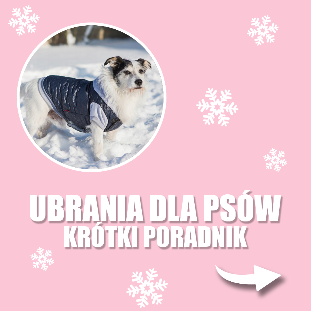 Ubrania dla psów poradnik