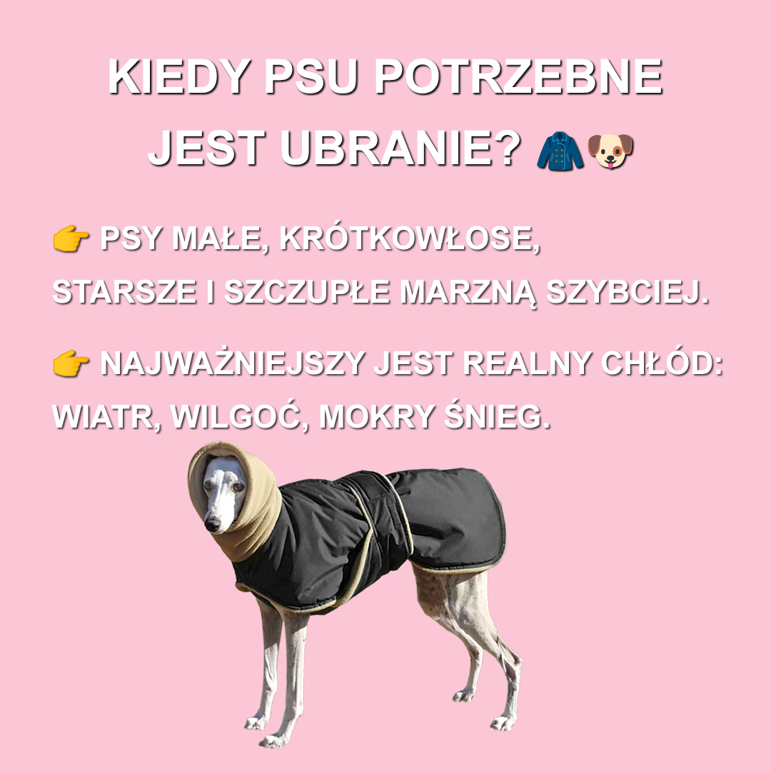 Kiedy pies potrzebuje ubrania?