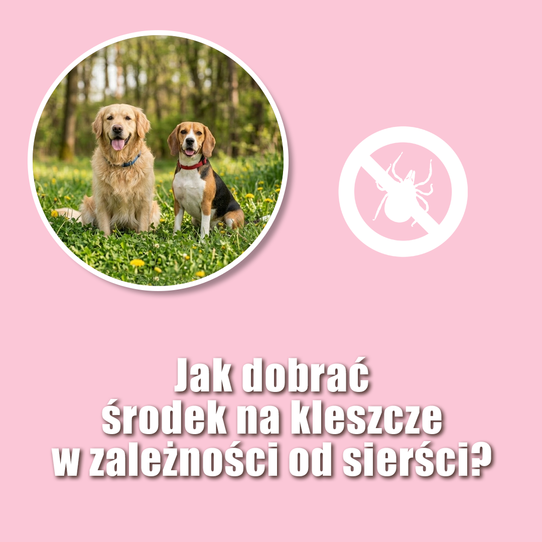 Jak dobrać skuteczny środek na kleszcze dla psa?