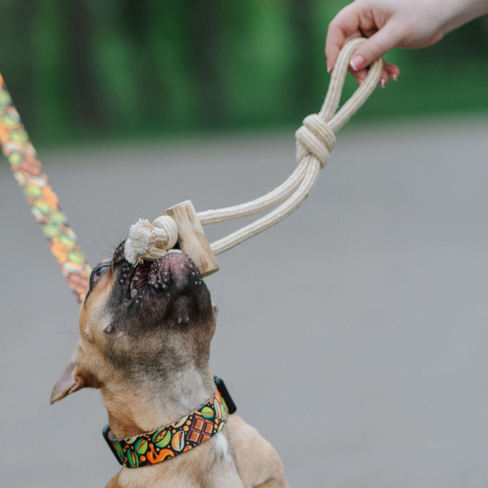 Dingo - PSIA-KAWKA - PRZECIĄGACZ | gryzak z drewna kawowego 37 CM - obrazek 7
